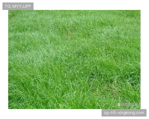 温布尔登的100%黑麦草传统，温网黑麦草